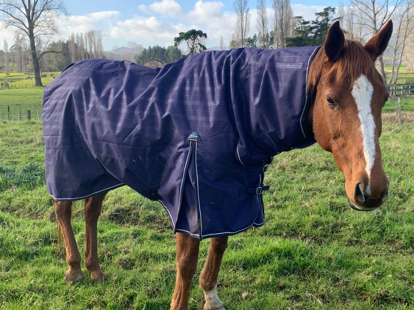 Customer photo review of Weatherbeeta Comfitec Prelim Turnout Combo