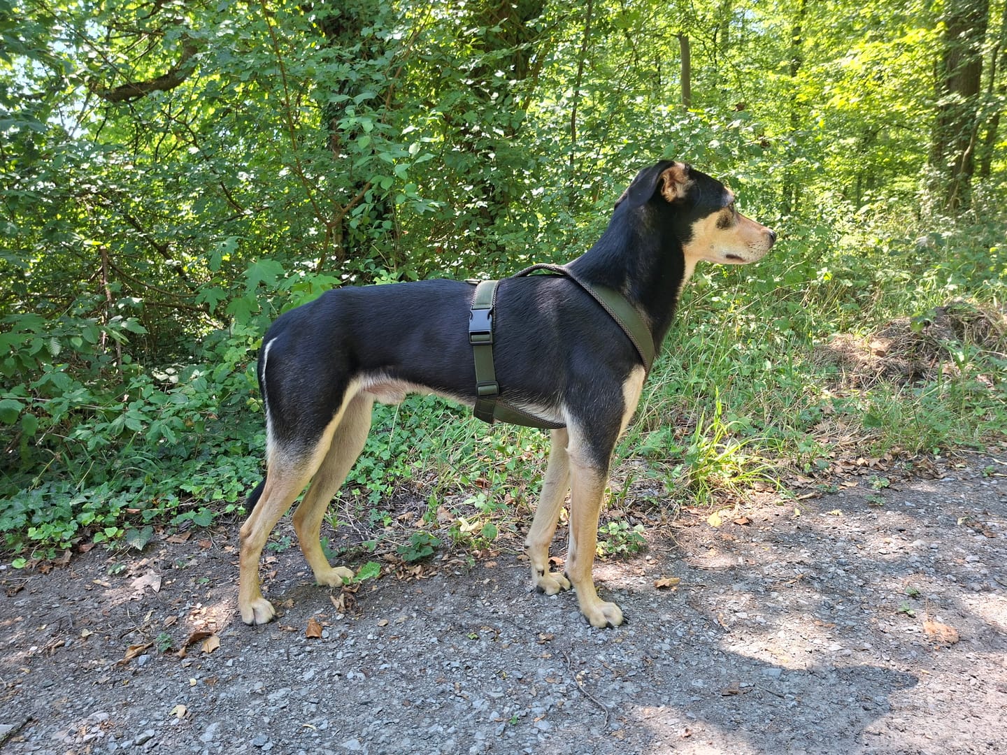 Customer photo review of Windhundgeschirr FUN "Mountain Green"