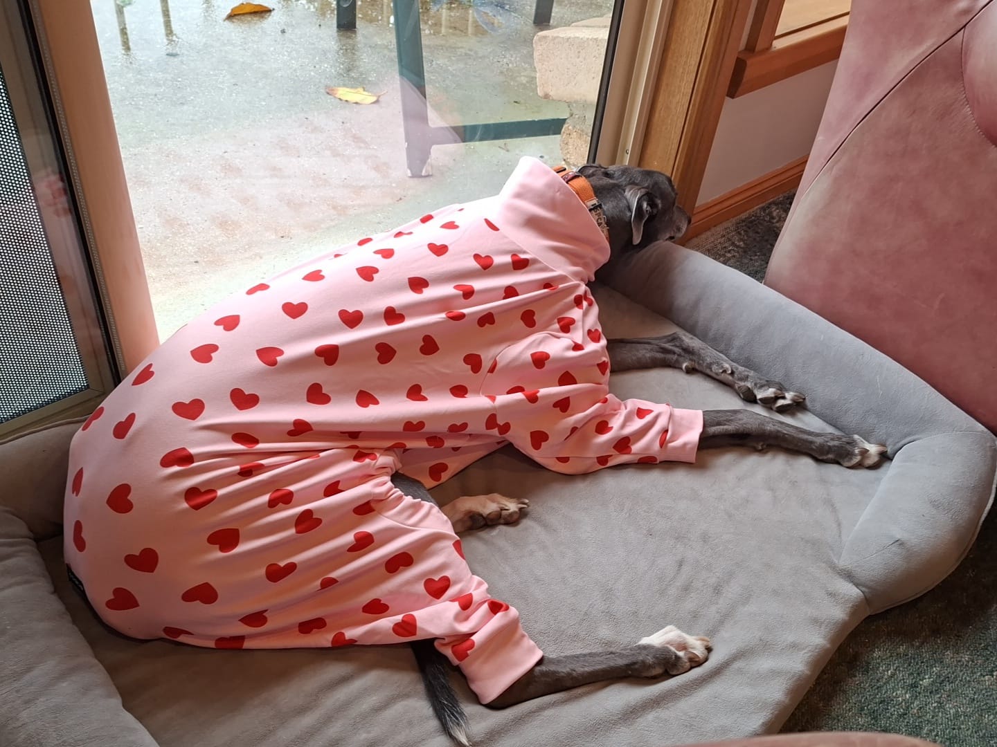 Customer photo review of Dog Pajama - Pink Hearts
