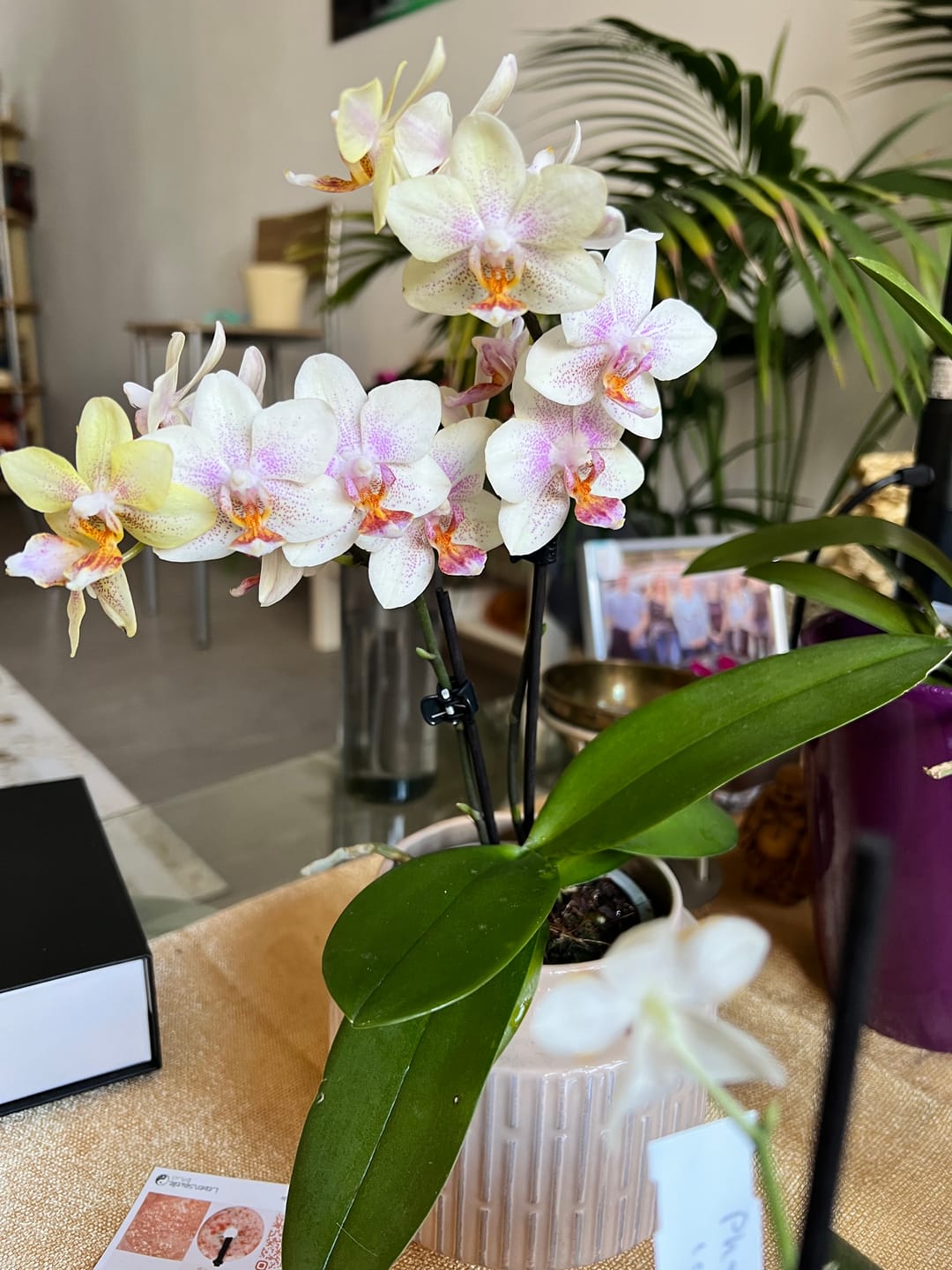 Customer photo review of Table Dance Pereira mit gelb-gepunkteten Blüten und 2+ Rispen