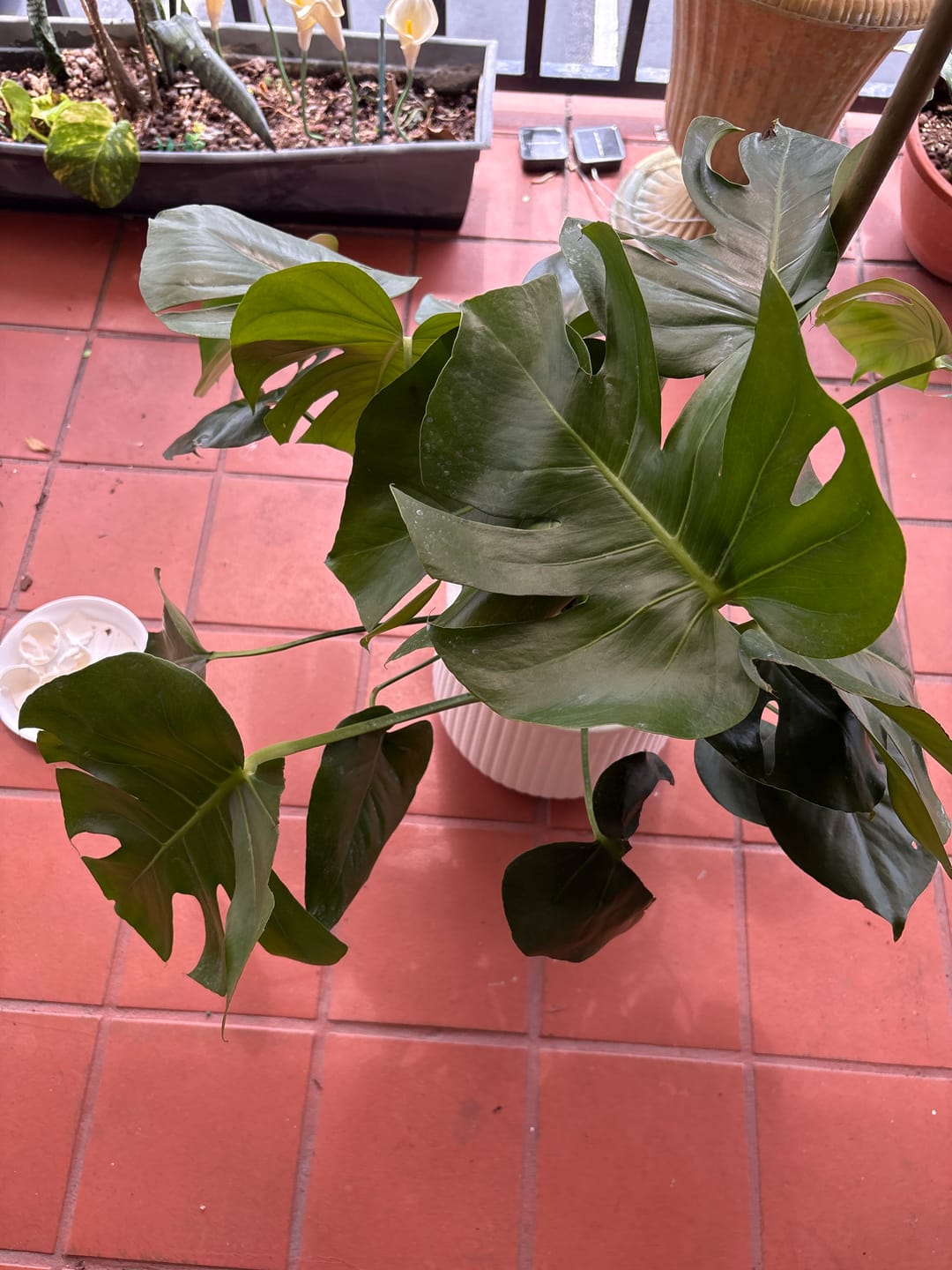 Customer photo review of Monstera Deliciosa, Swiss Cheese