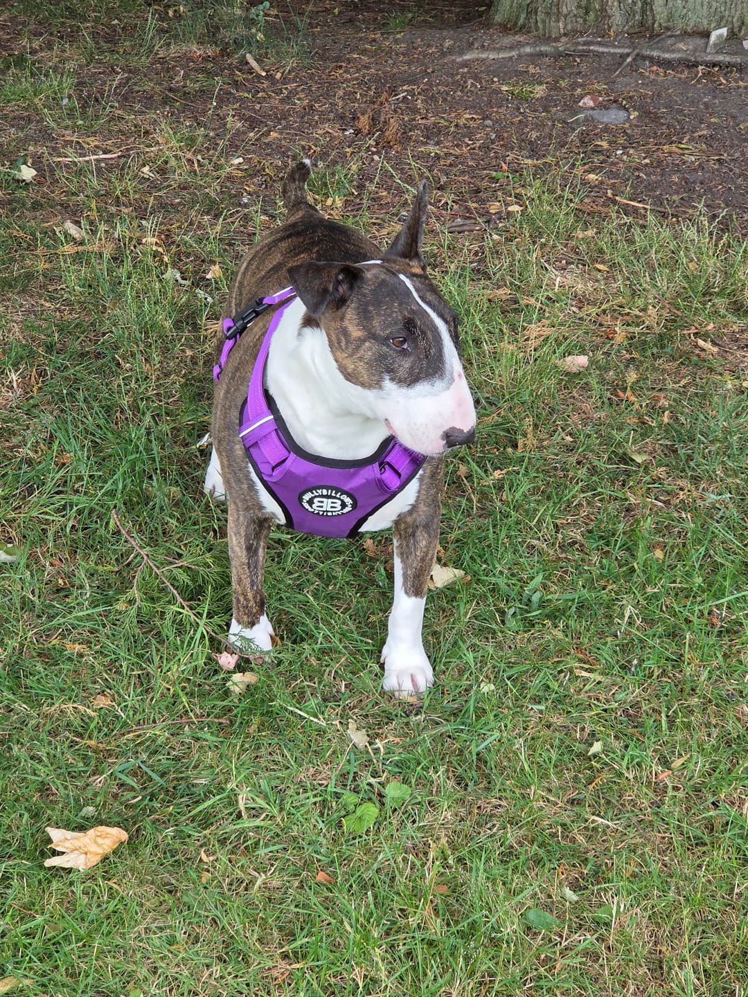Customer photo review of Comfort Premium Harness | Non Restrictive - Purple