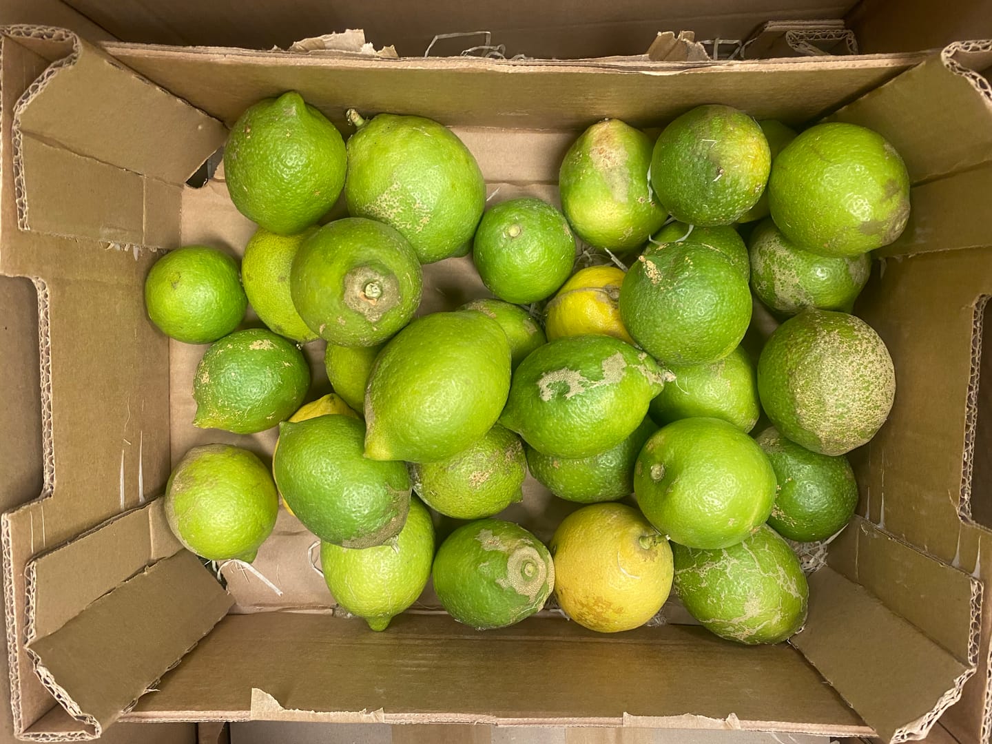 Customer photo review of Zitronen Bio Familie Bilardi Kalabrien 4kg Box Sparpreis %