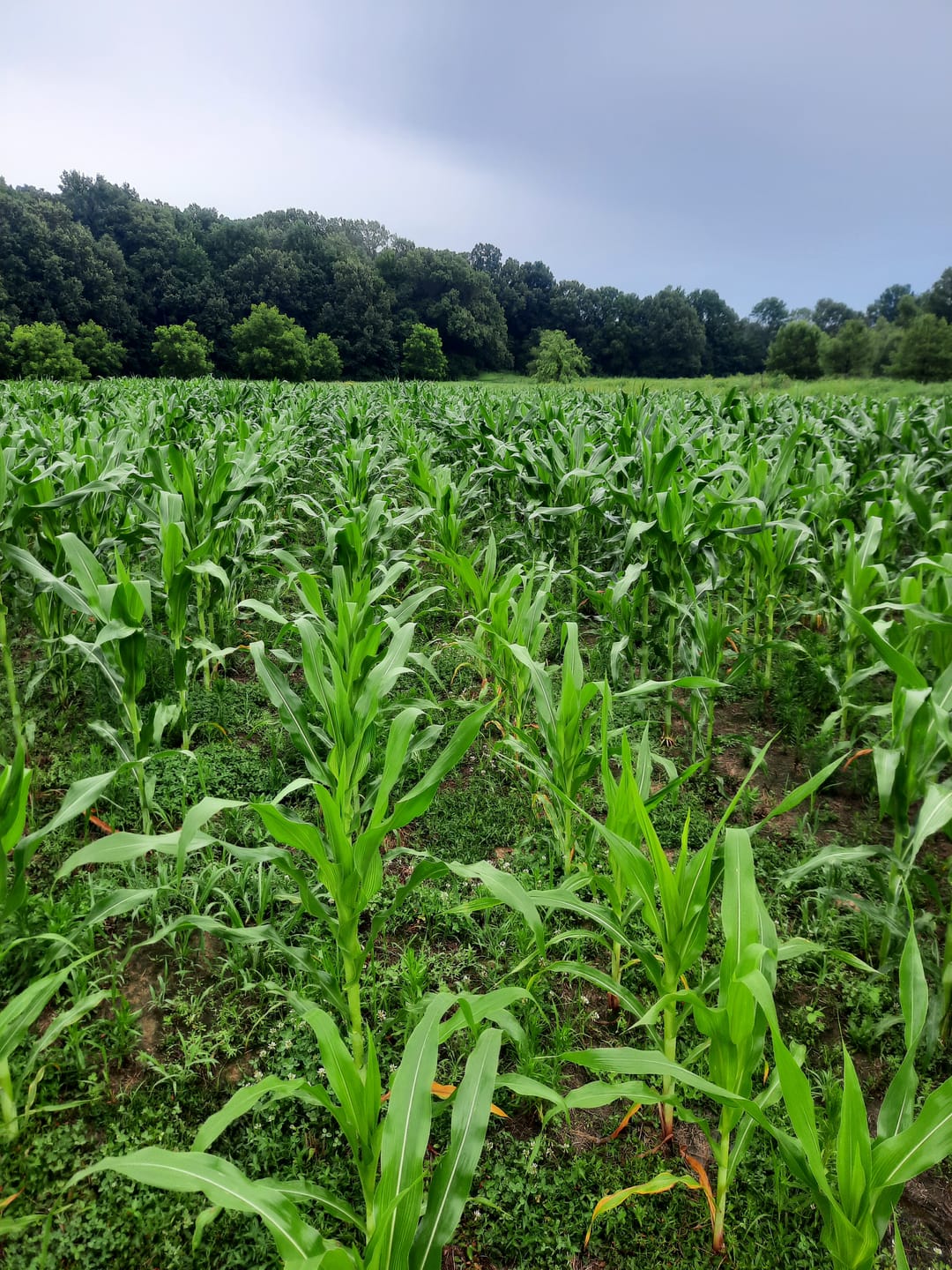 Customer photo review of Glyphosate Tolerant Wildlife Seed Corn