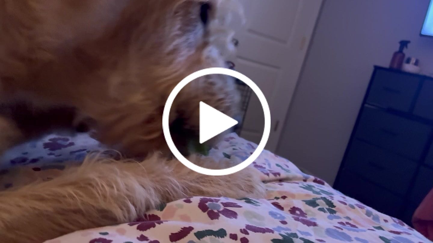 Customer video review of Himalayan Yak Chews — All Sizes | Small to Giant Dogs