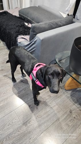 Customer photo review of The Good Dog Lead
