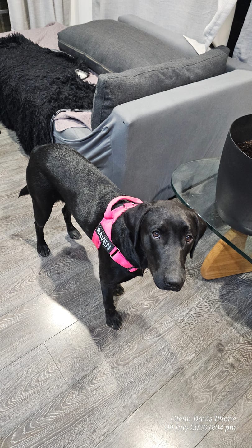 Customer photo review of The Good Dog Lead