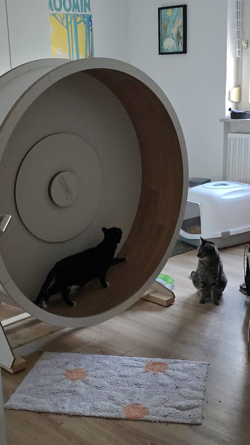Customer photo review of Dein individuelles Elmato Katzenlaufrad