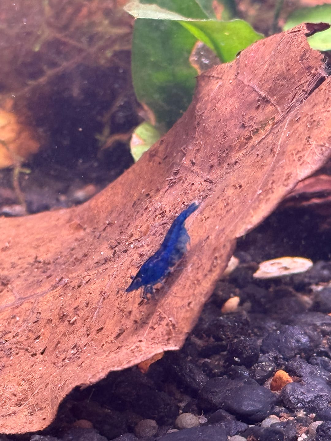 Customer photo review of Blue Dream Shrimp
