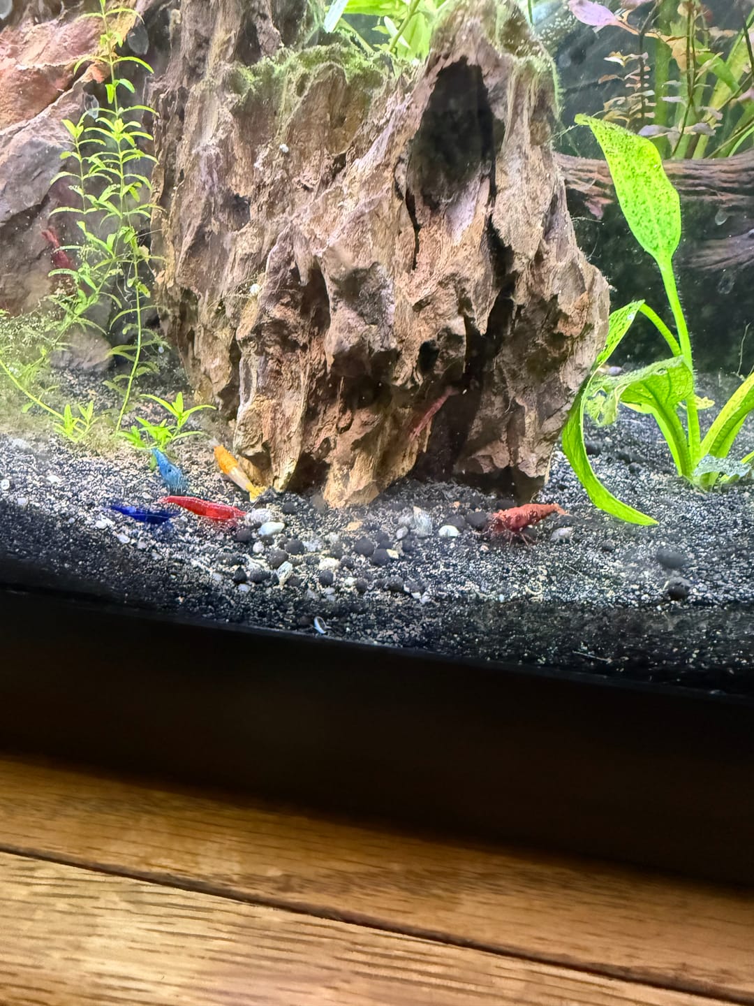 Customer photo review of Fire Red Cherry Shrimp