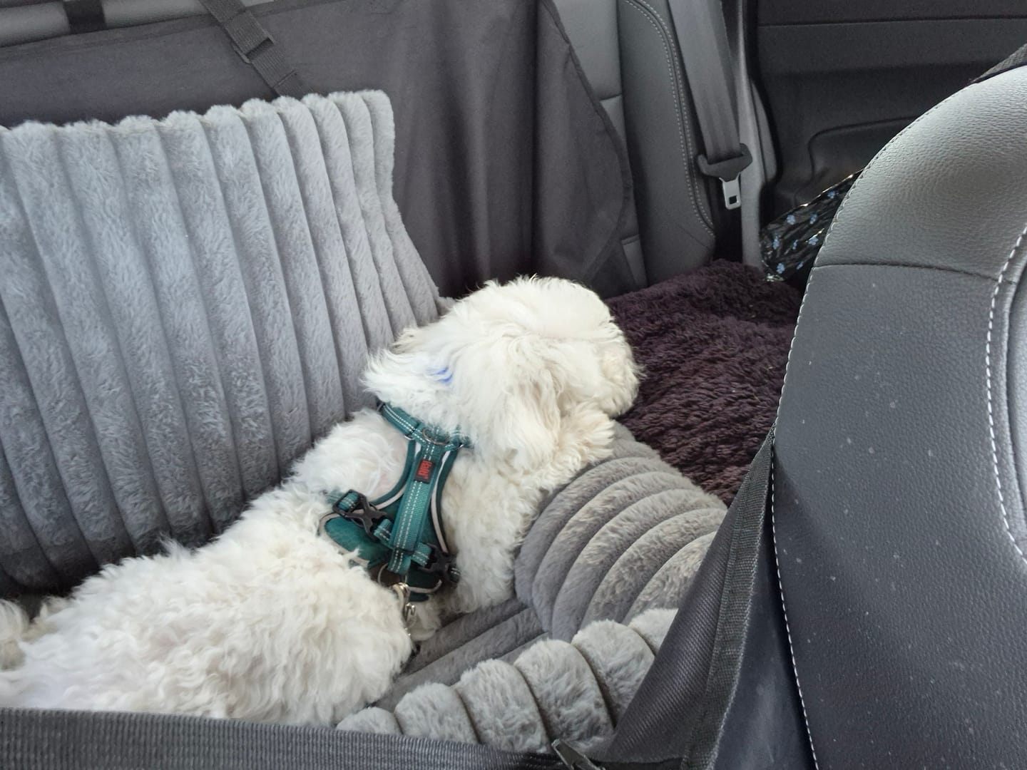 Customer photo review of Dog Car Seat Booster Portable Travel Safety Cosy Pet Bed Washable Non Slip