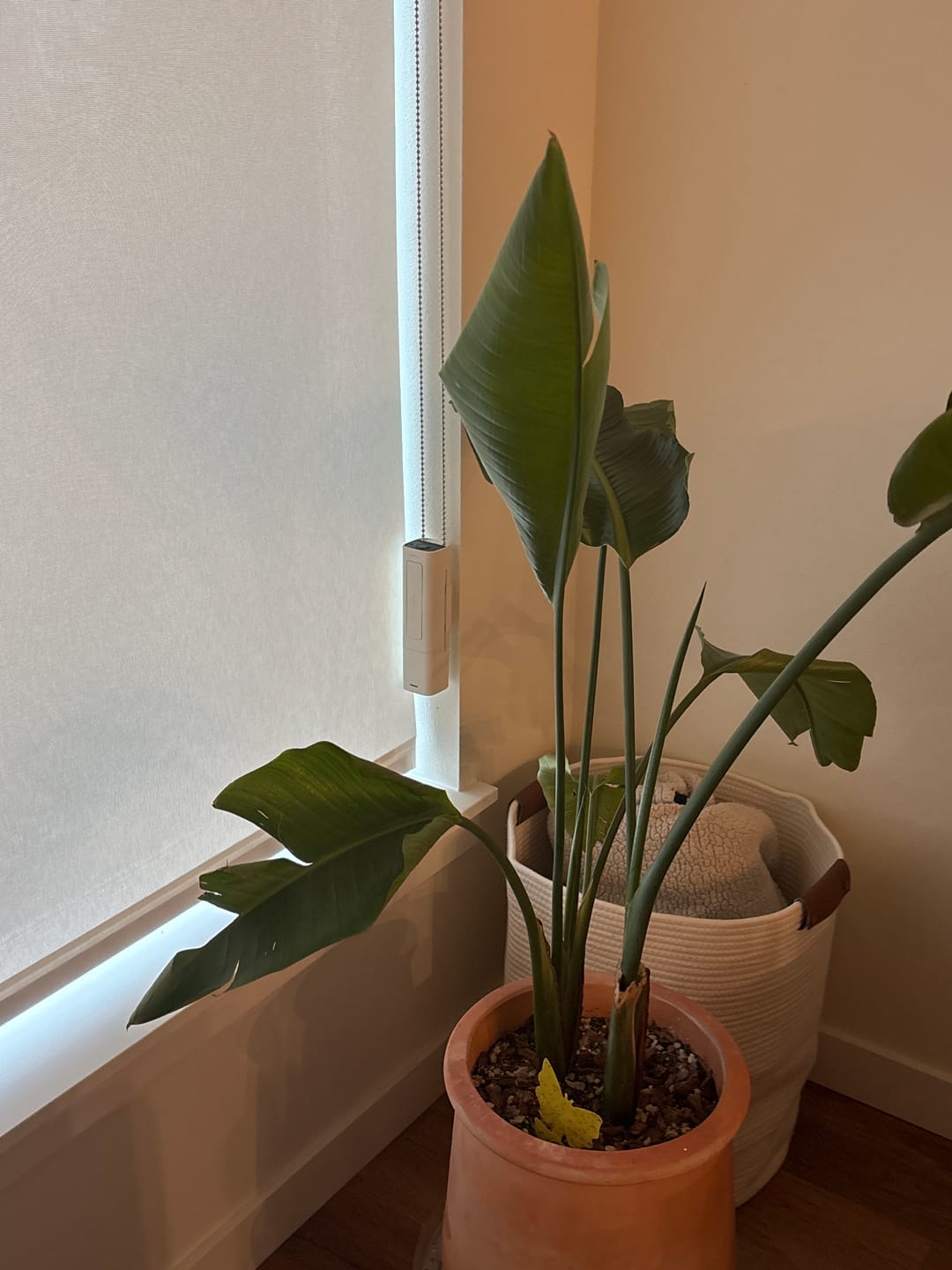 Customer photo review of SmartShade (Wire-free)