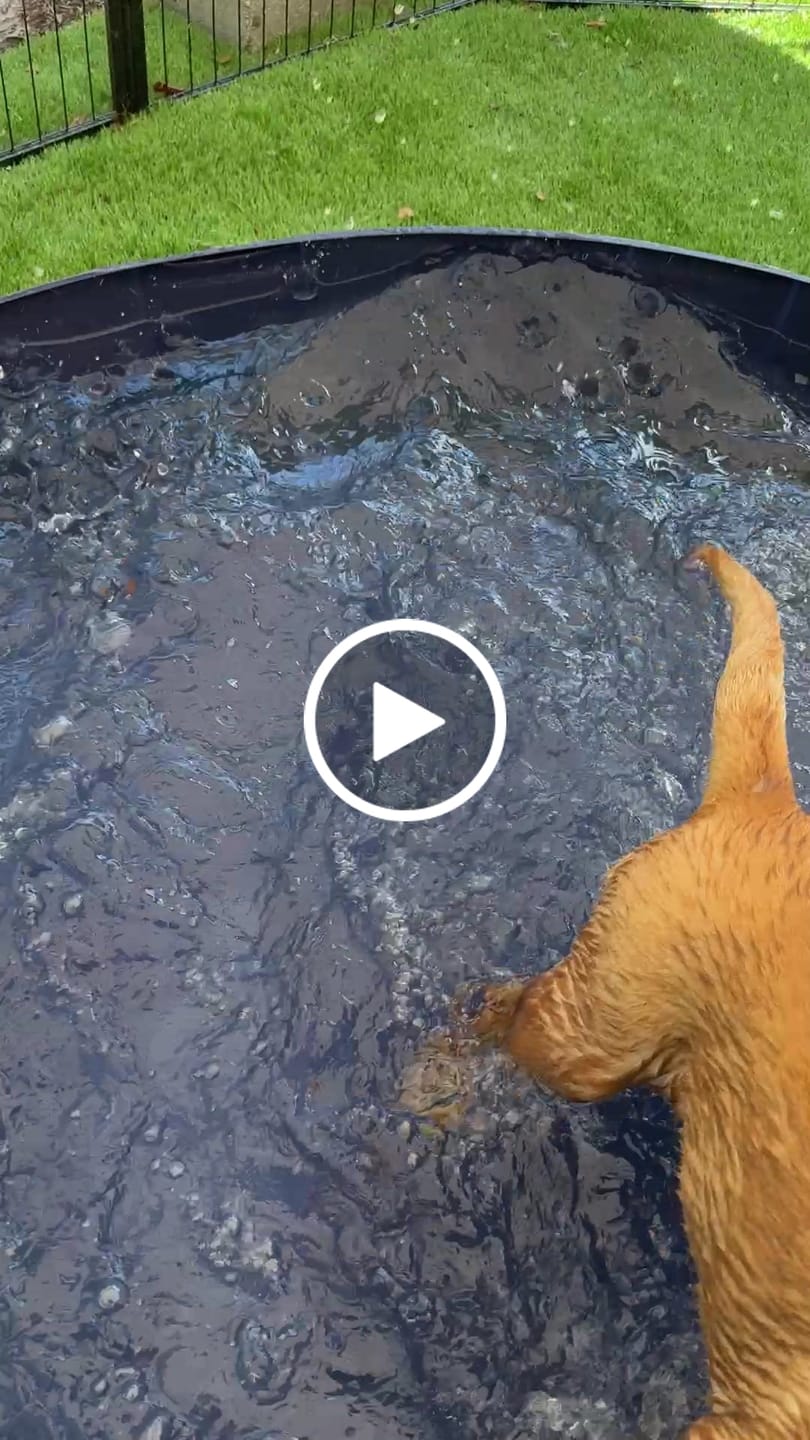 Customer video review of NEW Pop-Up Foldable Outdoor Dog Bath & Swimming Pool With Side Drain (Aqua Blue)