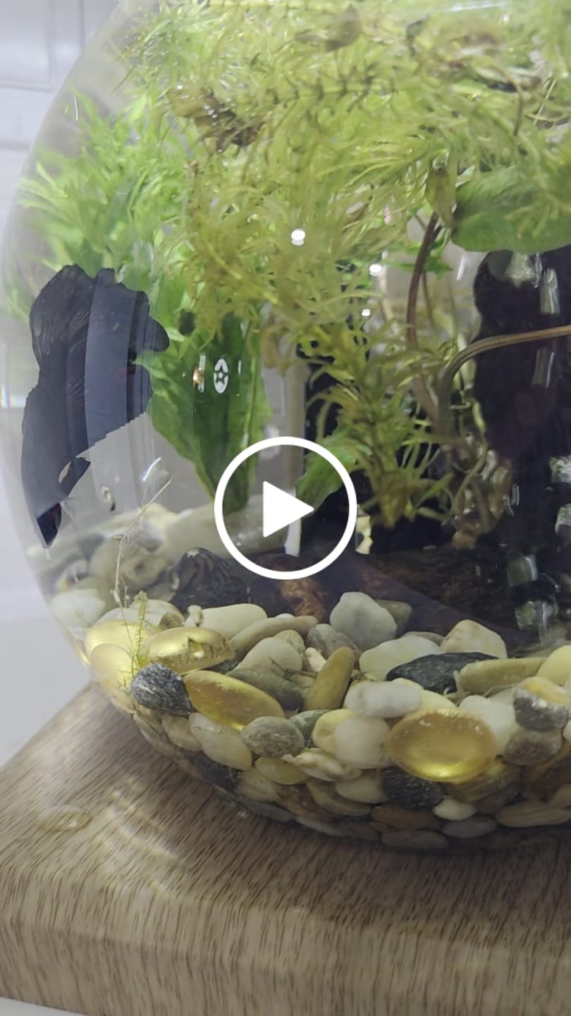 Customer video review of Nerite Snail Bundle | Saving Pack