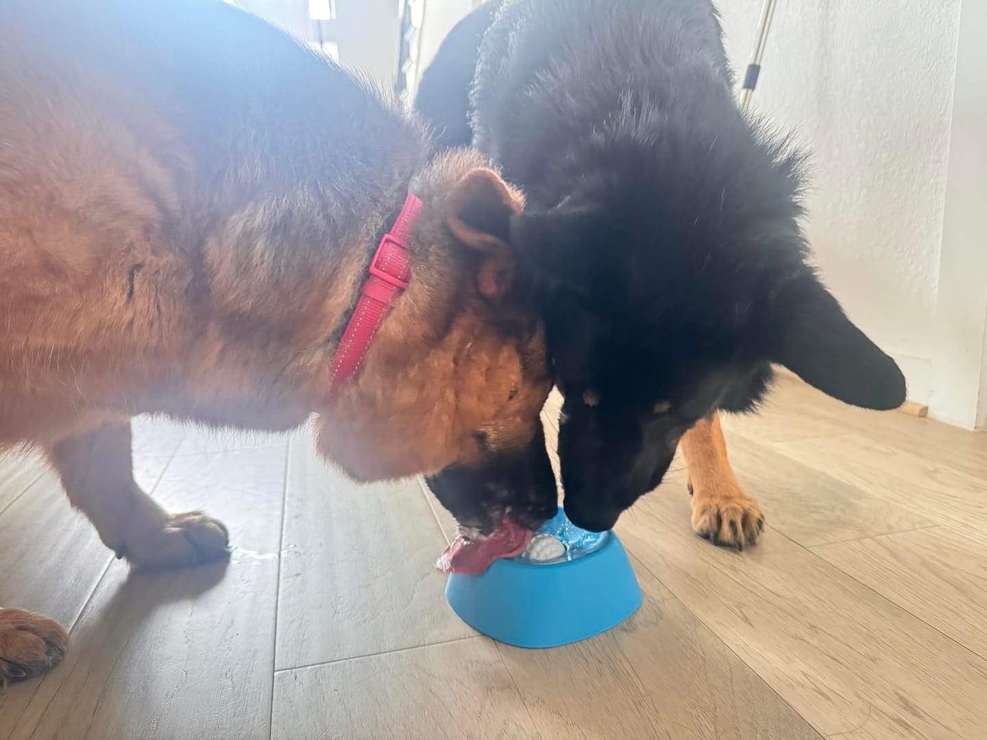 Customer photo review of Slow Feeder Dog Lick Bowl – No Spill & Non-Slip