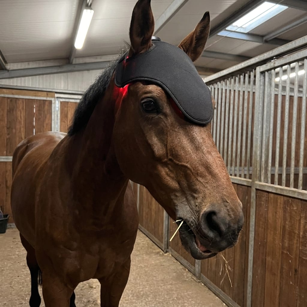 Customer photo review of HorseHalo™ HaloPoll