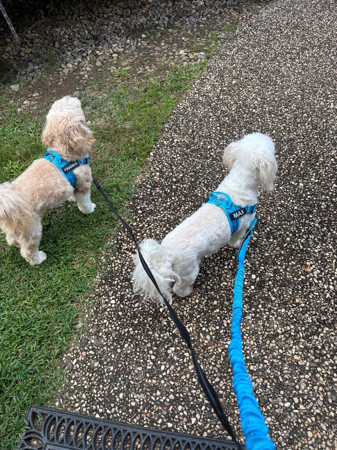 Customer photo review of The Good Dog Lead