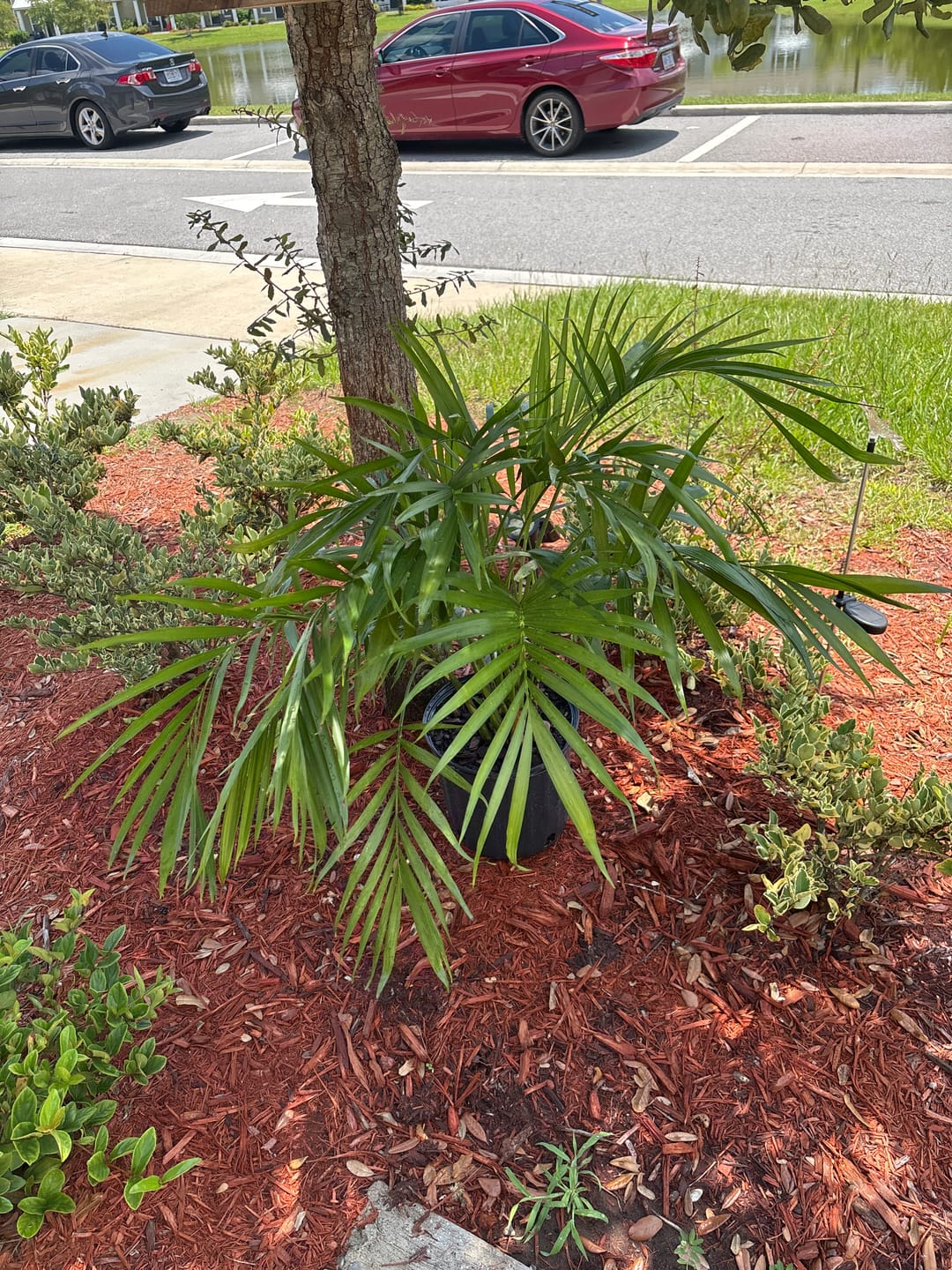 Customer photo review of Cat Palm, Live Tropical Plant Indoor