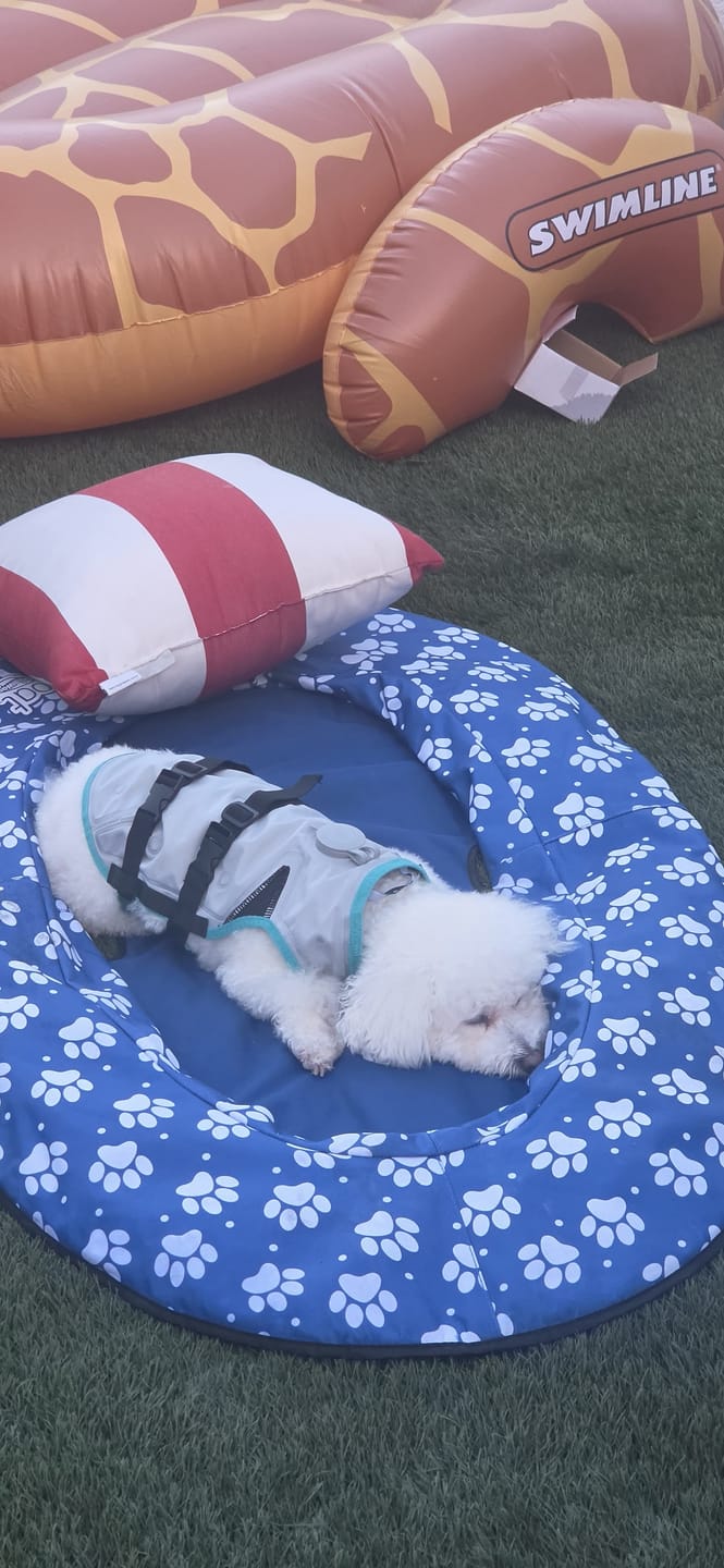 Customer photo review of Suitical DRY Evaporative Cooling Vest for Dogs & Cats