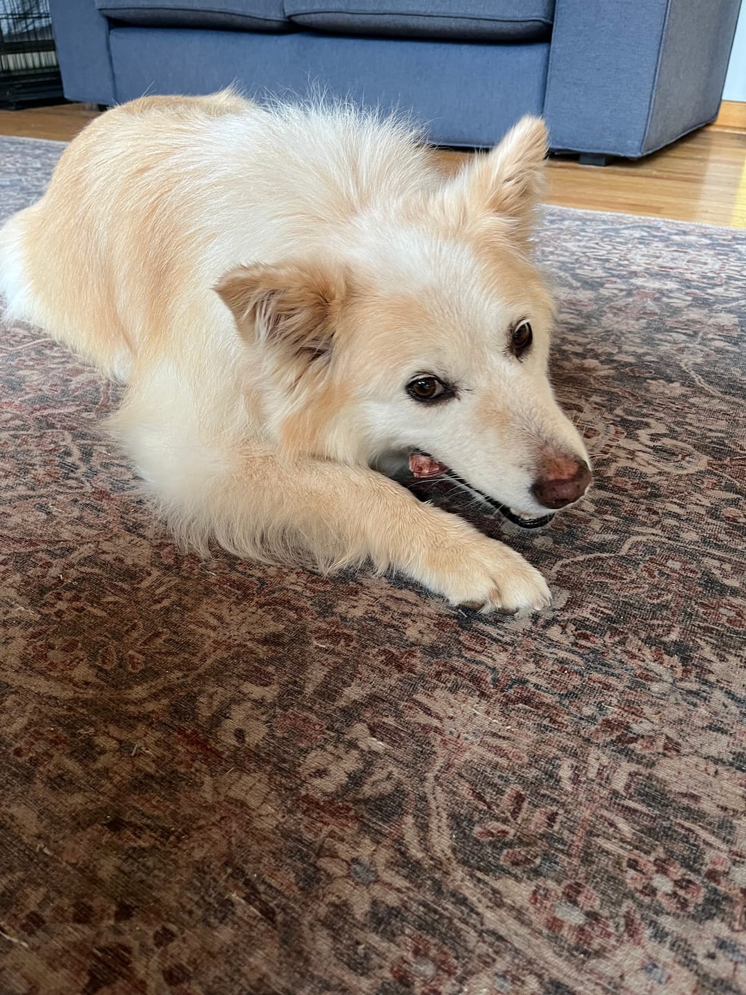 Customer photo review of 6 Inch Standard Braided Bully Stick