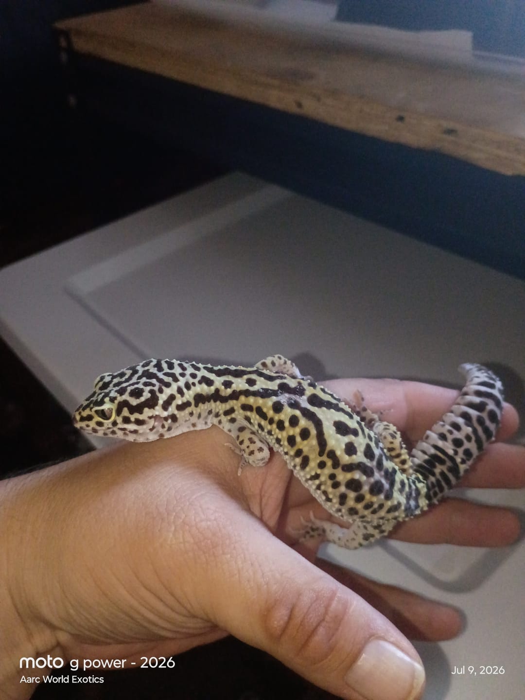 Customer photo review of Female 50% Black Night 25% Afghanicus 25% Turcmenicus (ovulating)