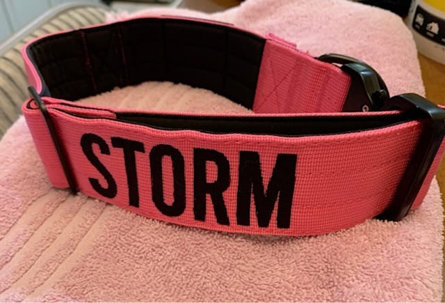 Customer photo review of Personalized Bully Proof Collar