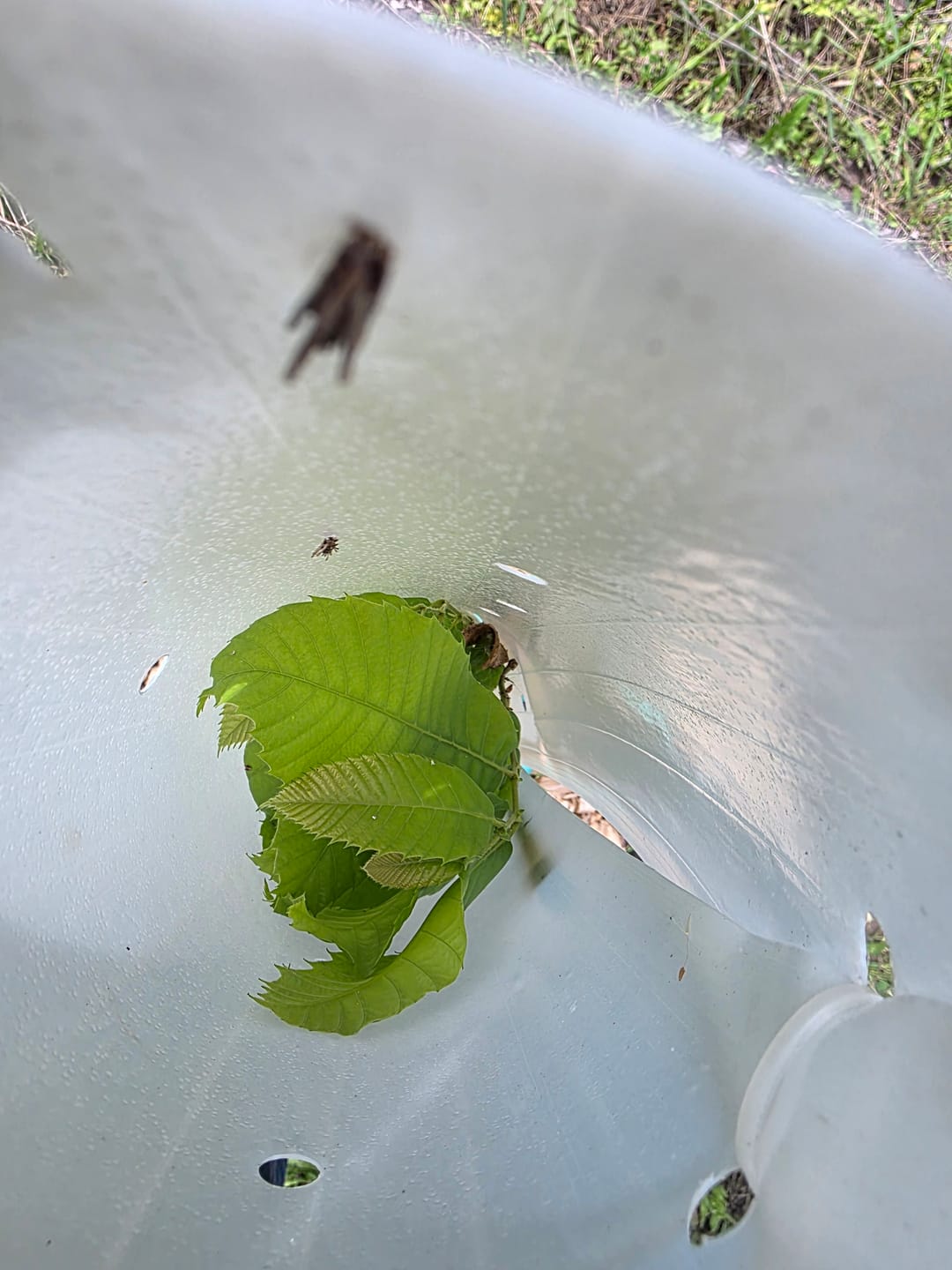 Customer photo review of Hybrid Chestnut