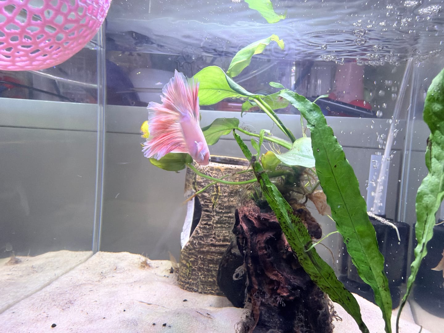 Customer photo review of Pink Halfmoon Male Betta Fish | You Pick Fish | Order Directly From Farm