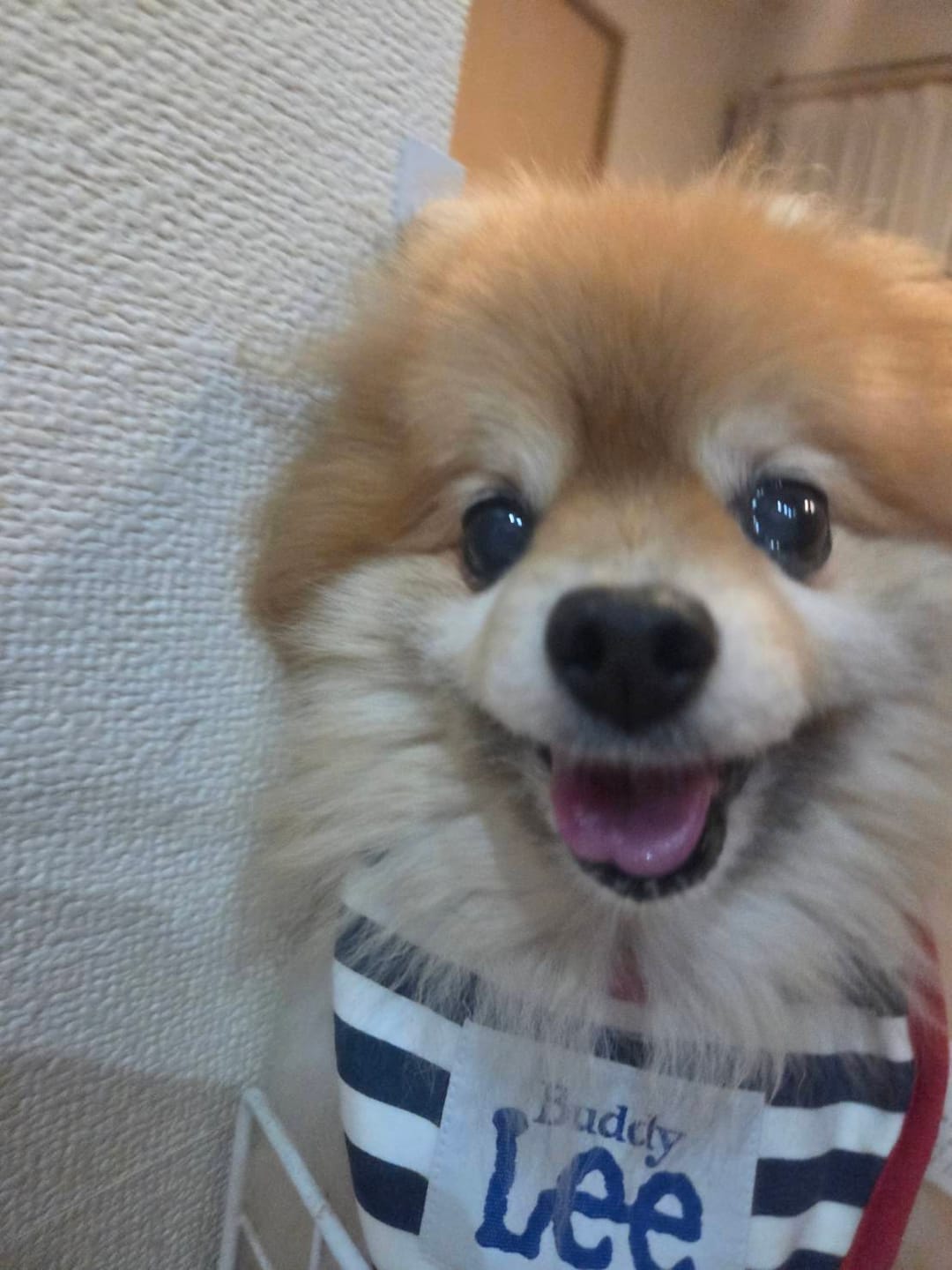 Customer photo review of Petcanva©オーダーメイド ペット似顔絵【3点セット】