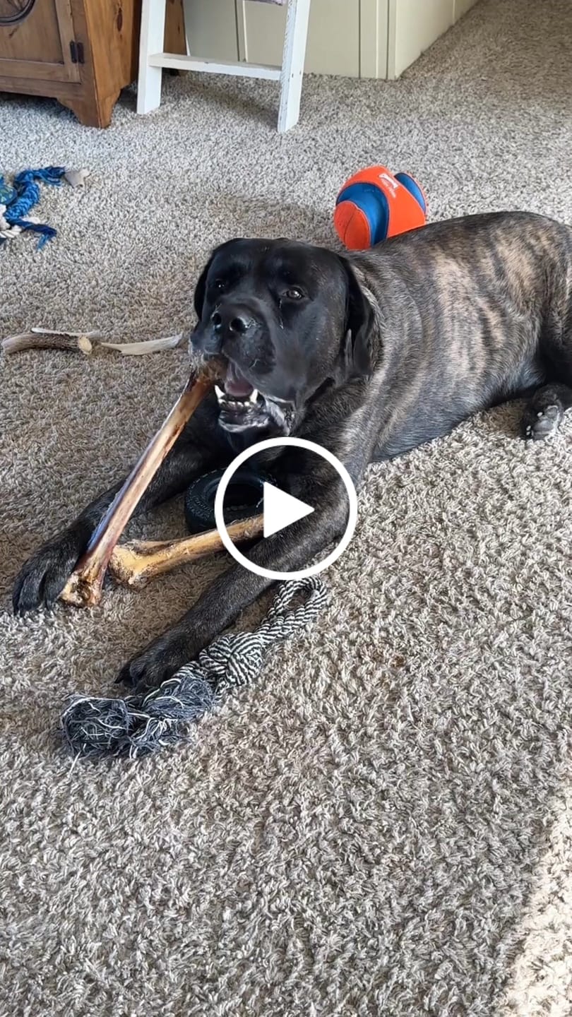 Customer video review of Ostrich Long Bone (19" x 3.5"): The Ultimate Challenge for Medium, Large & Extra-Large Dogs