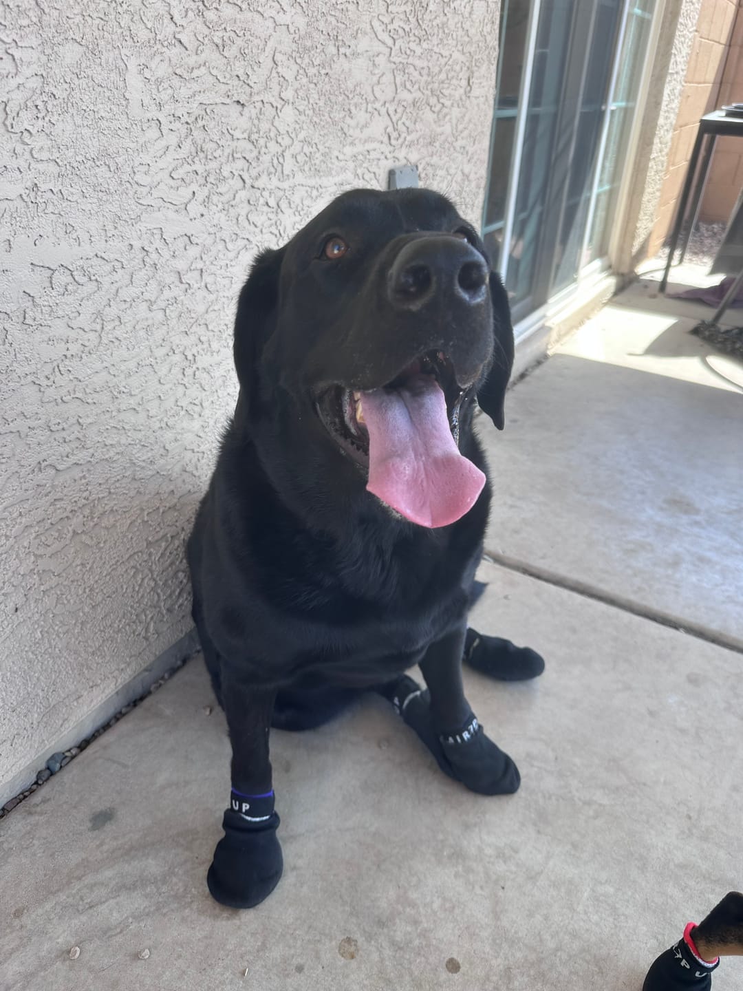 Customer photo review of AIR PUP SPRINTERS - SET OF 4