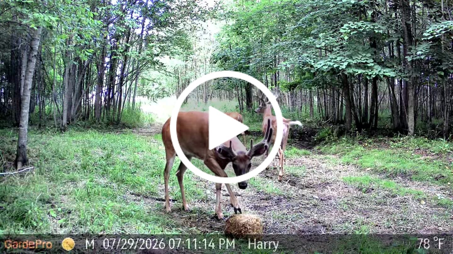 Customer video review of GardePro X66 Pro Max Cellular AI Trail Camera