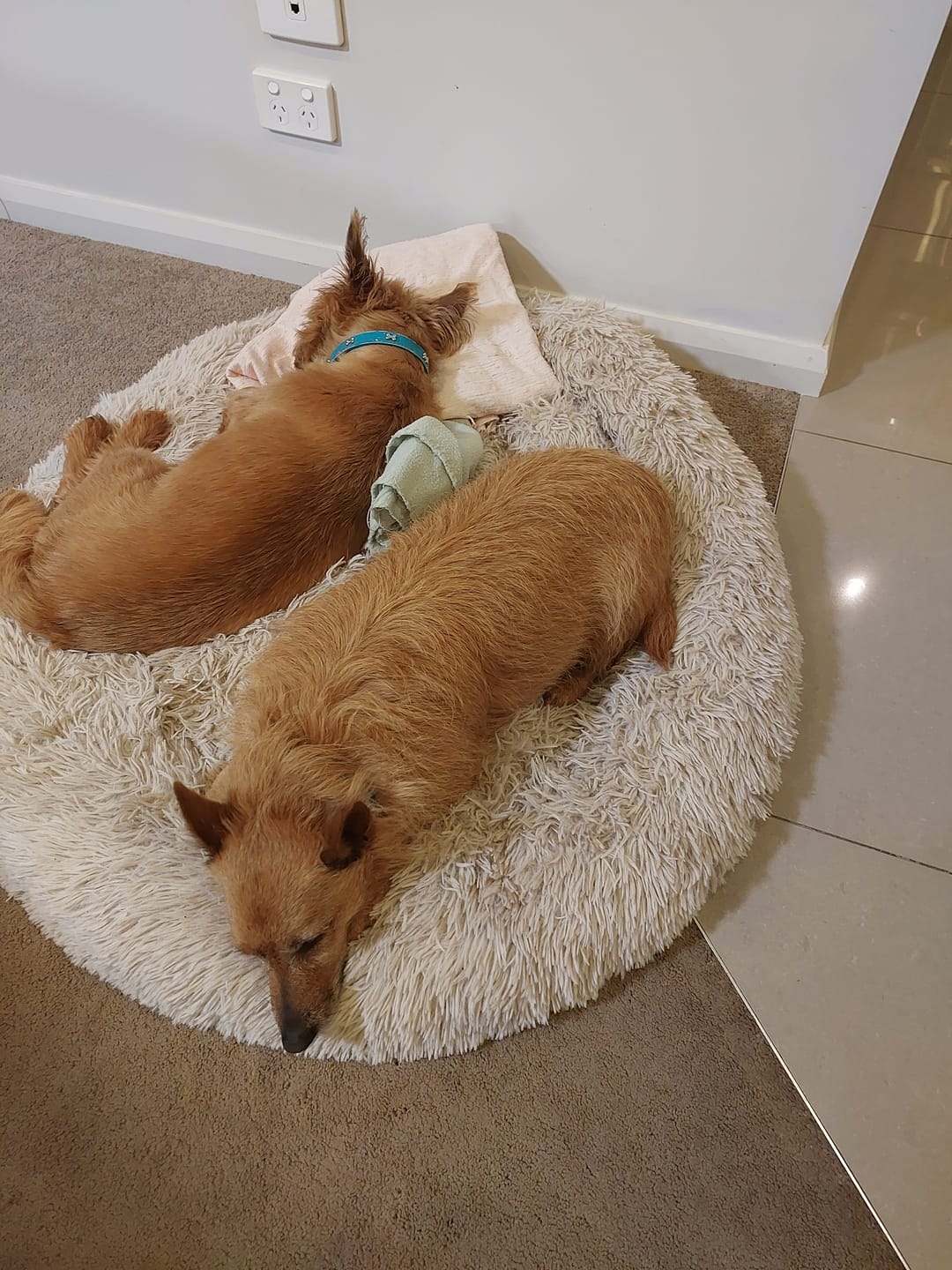 Customer photo review of Stress K9 Chews