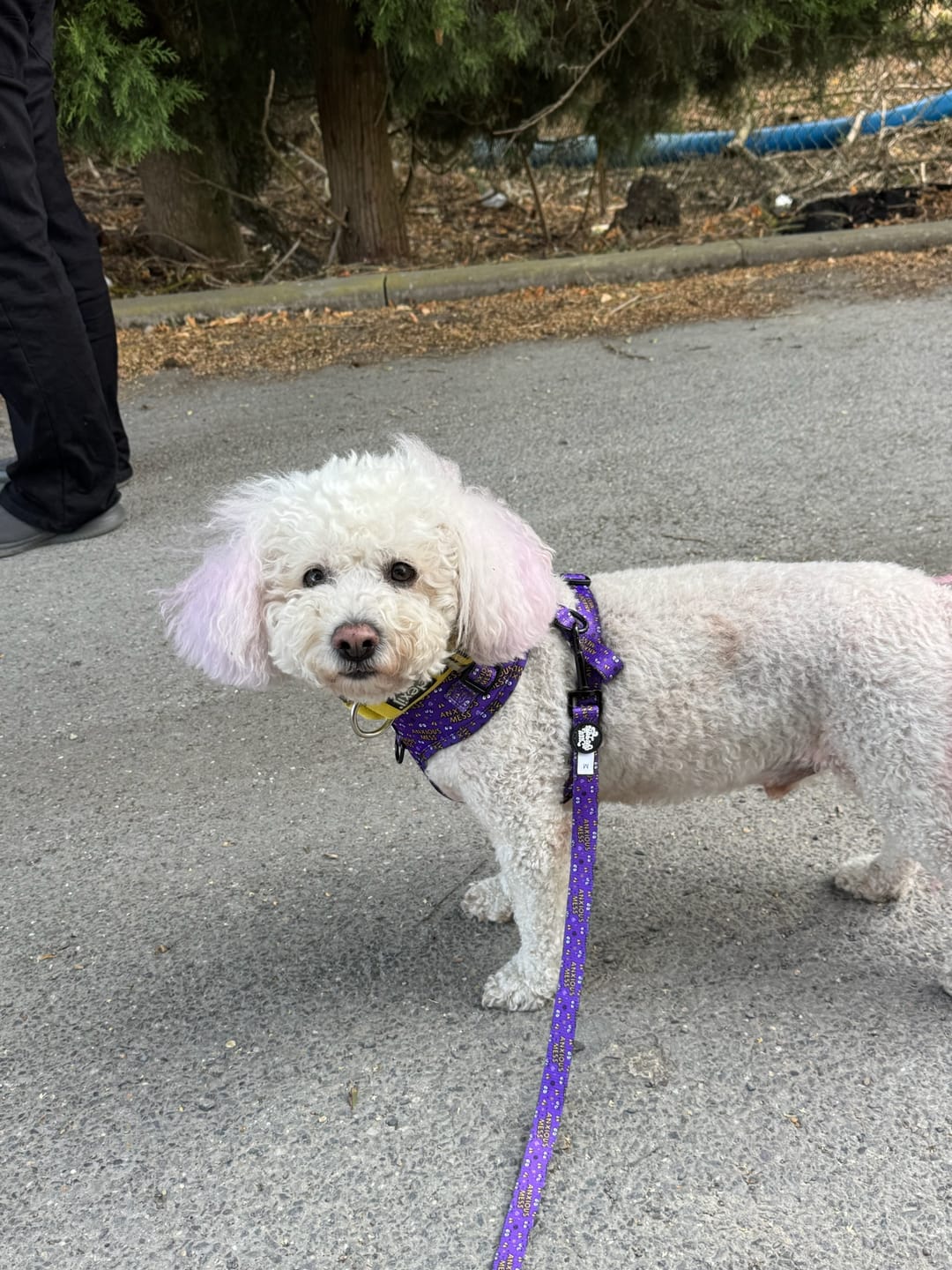Customer photo review of Anxious mess harness