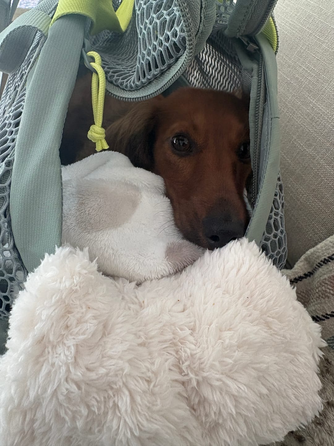 Customer photo review of PAWD Pet Carrier Bag