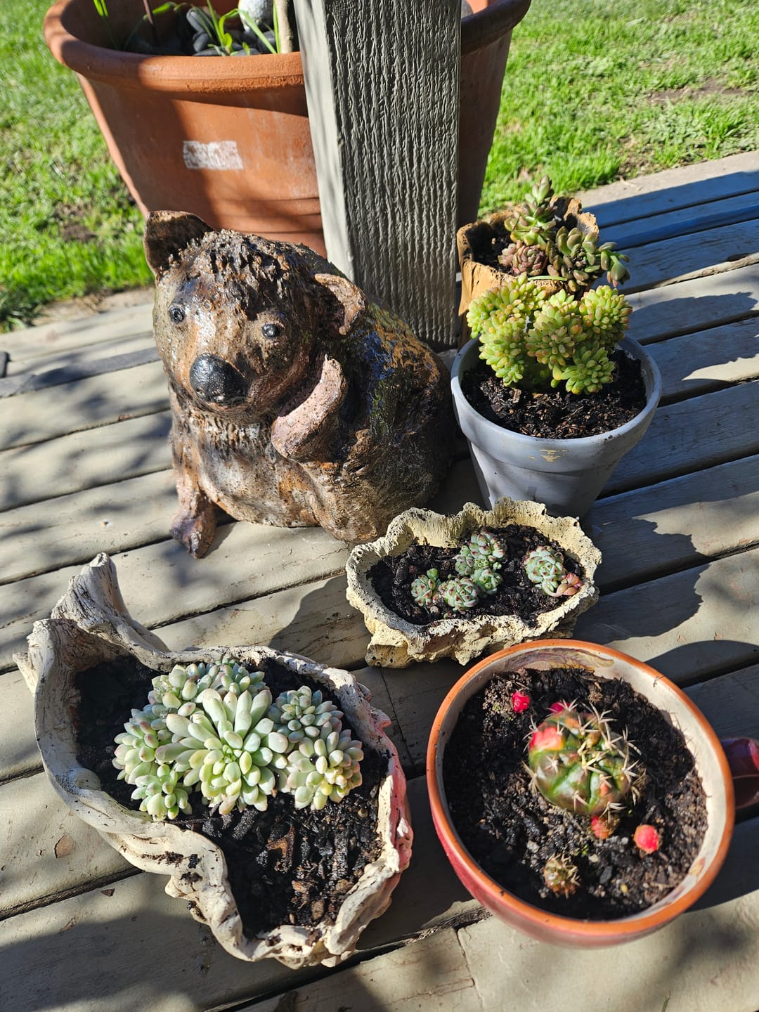 Customer photo review of Echeveria 'Caramel Elf'