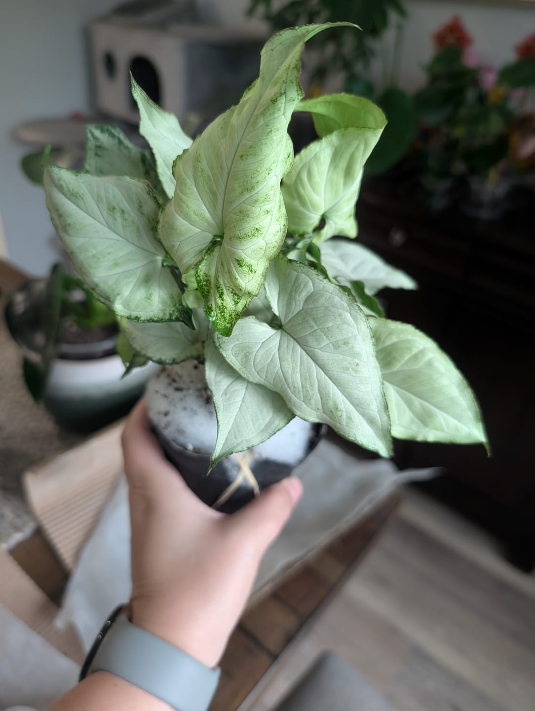 Customer photo review of Syngonium podophyllum 'Holly M'