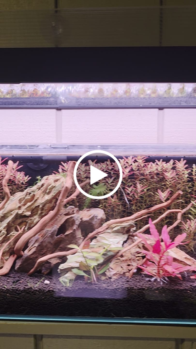 Customer video review of Chihiros WRGB II Pro Shades with Mirror