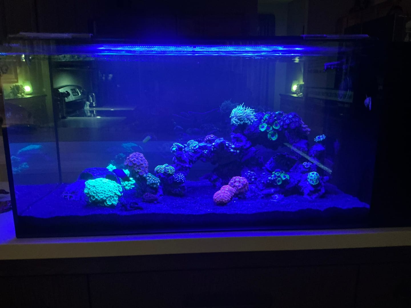 Customer photo review of Fiji Cube 38 Gallon Peninsula Rimless AIO Glass Nano Tank - PRO Series