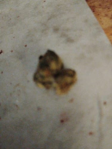 Biscotti Cake - 28 Grams - Hybrid photo review