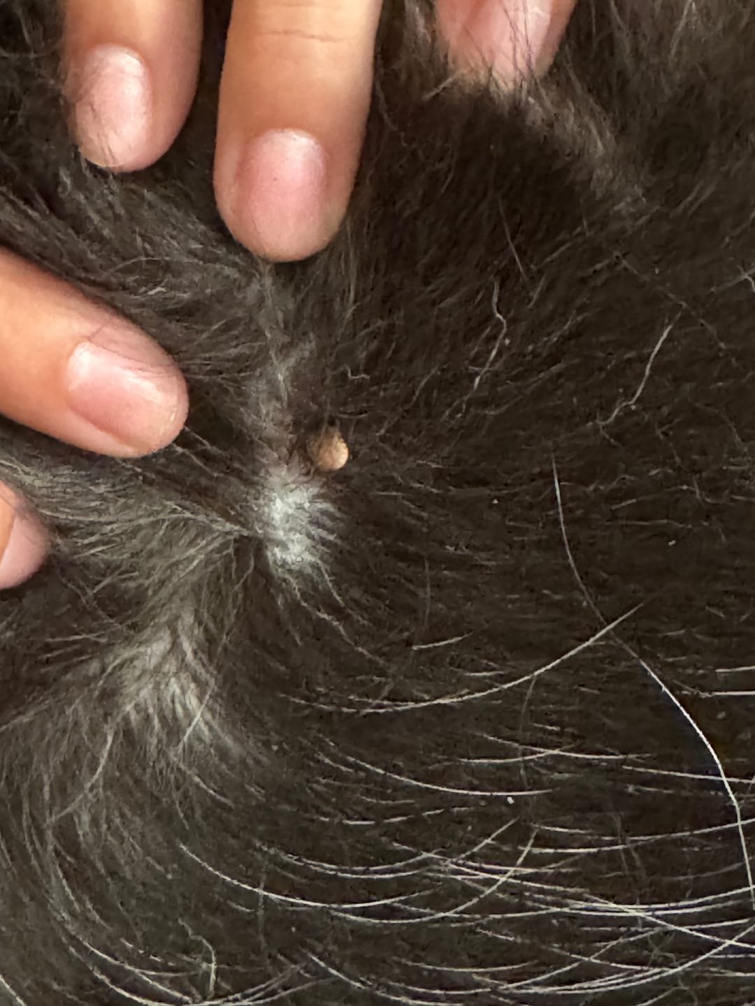 Customer photo review of FurLife™ - 12 Months All Natural Flea and Tick Tags for Dogs