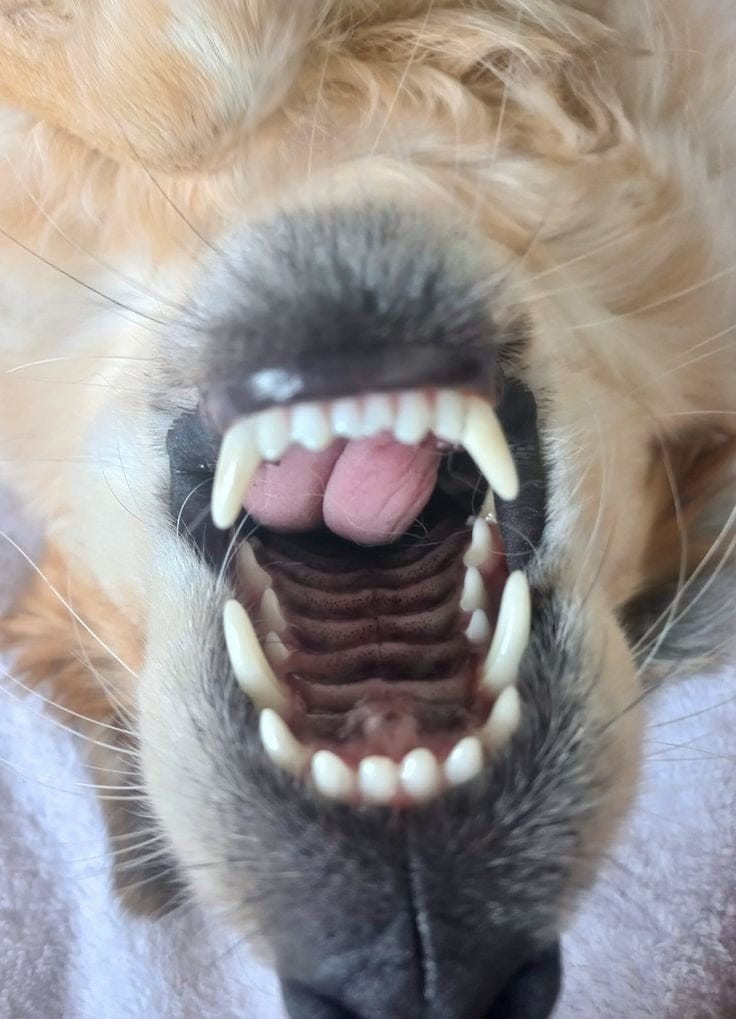 Customer photo review of Spray bucal para mascotas