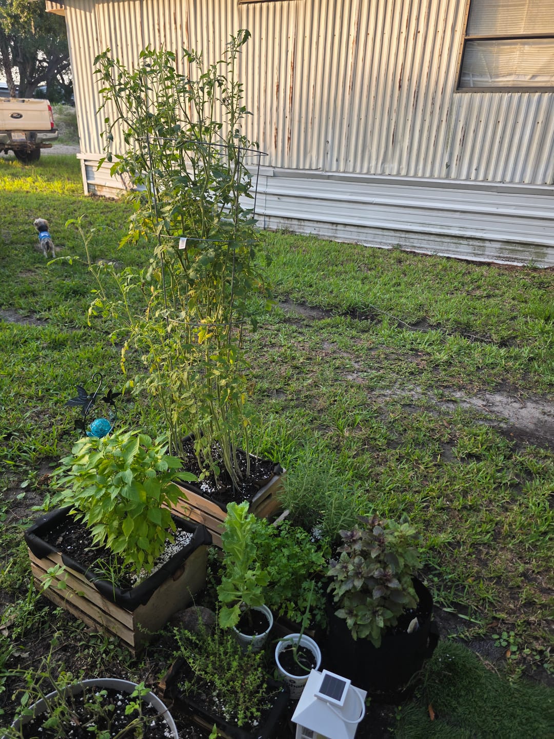 Customer photo review of Plant Juice