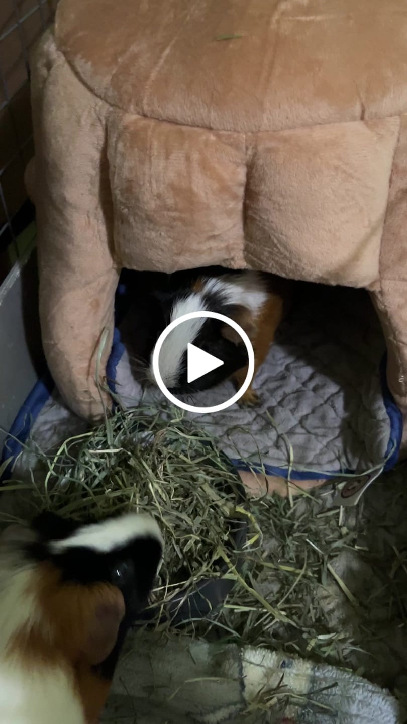 Customer video review of BunnyDad Tree Stump Hidey for Rabbits