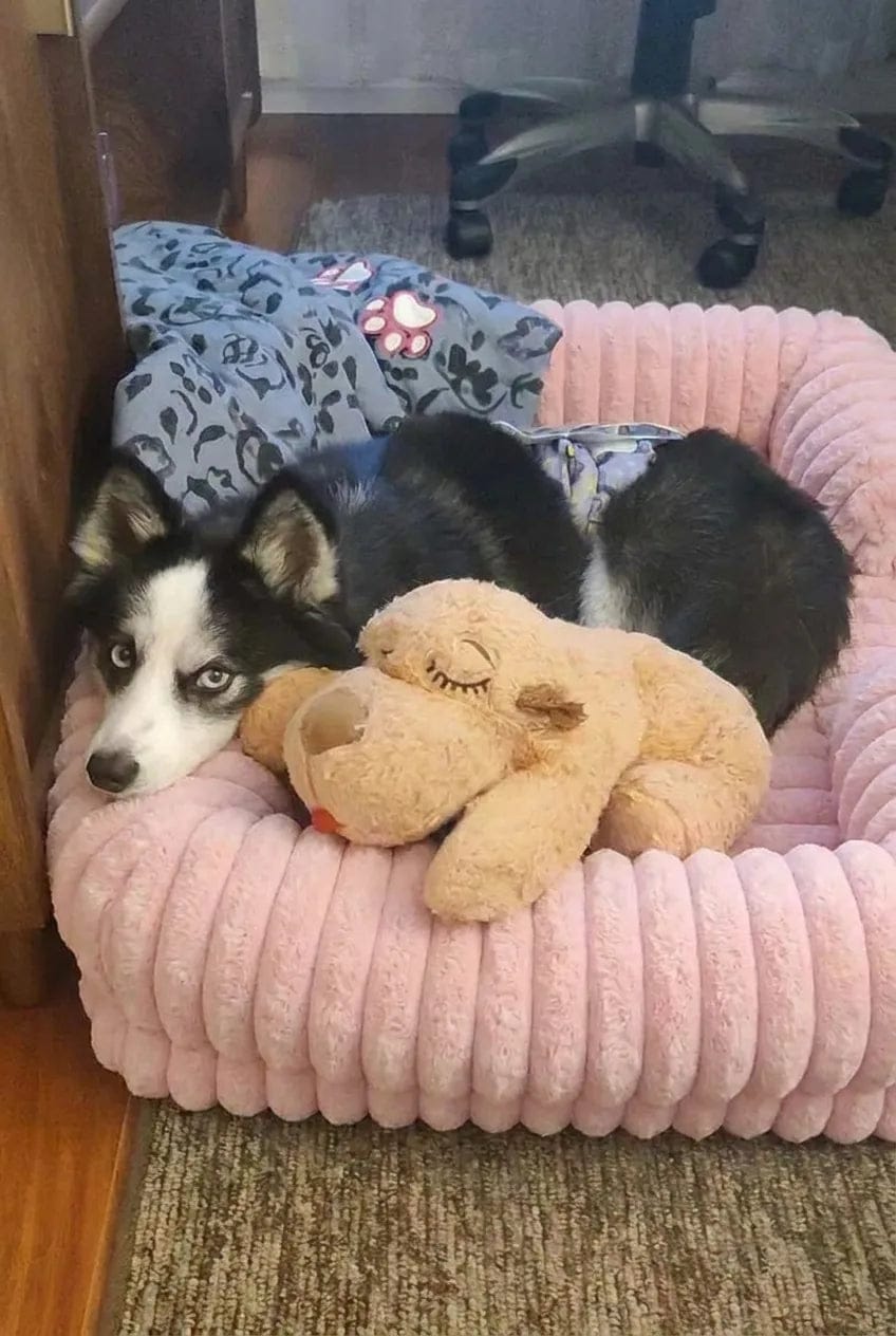 Customer photo review of Panier orthopédique pour chien