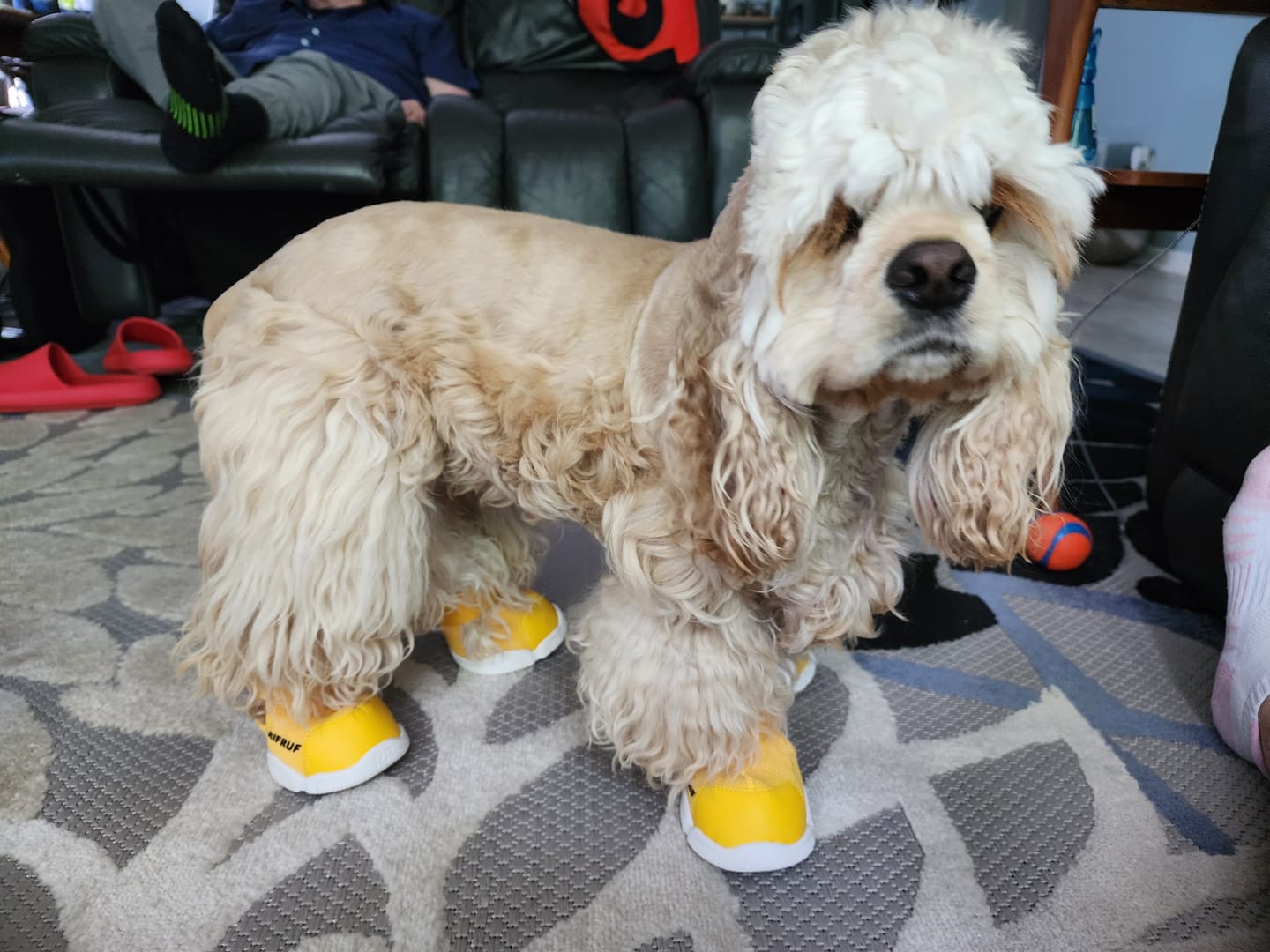 Customer photo review of Caesar 1