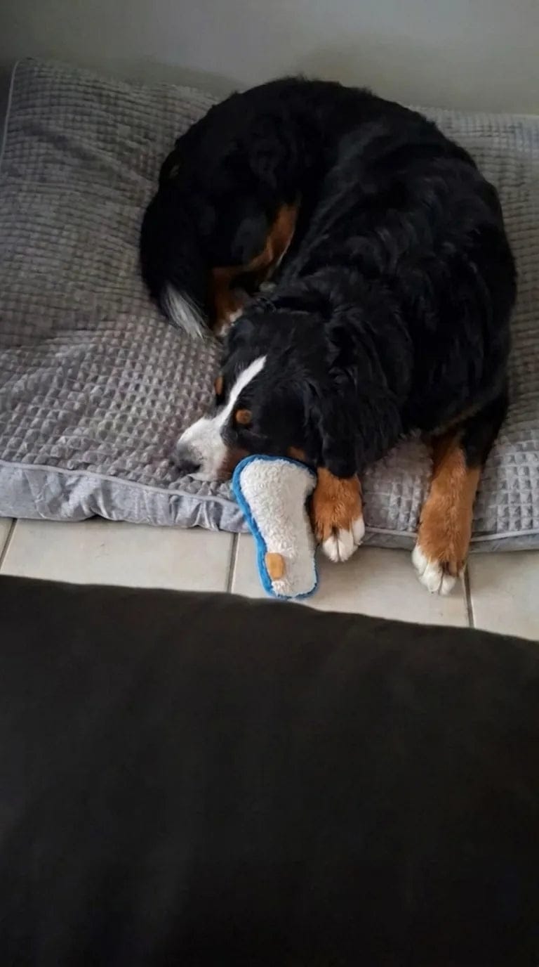 Customer photo review of Lit pour chien orthopédique
