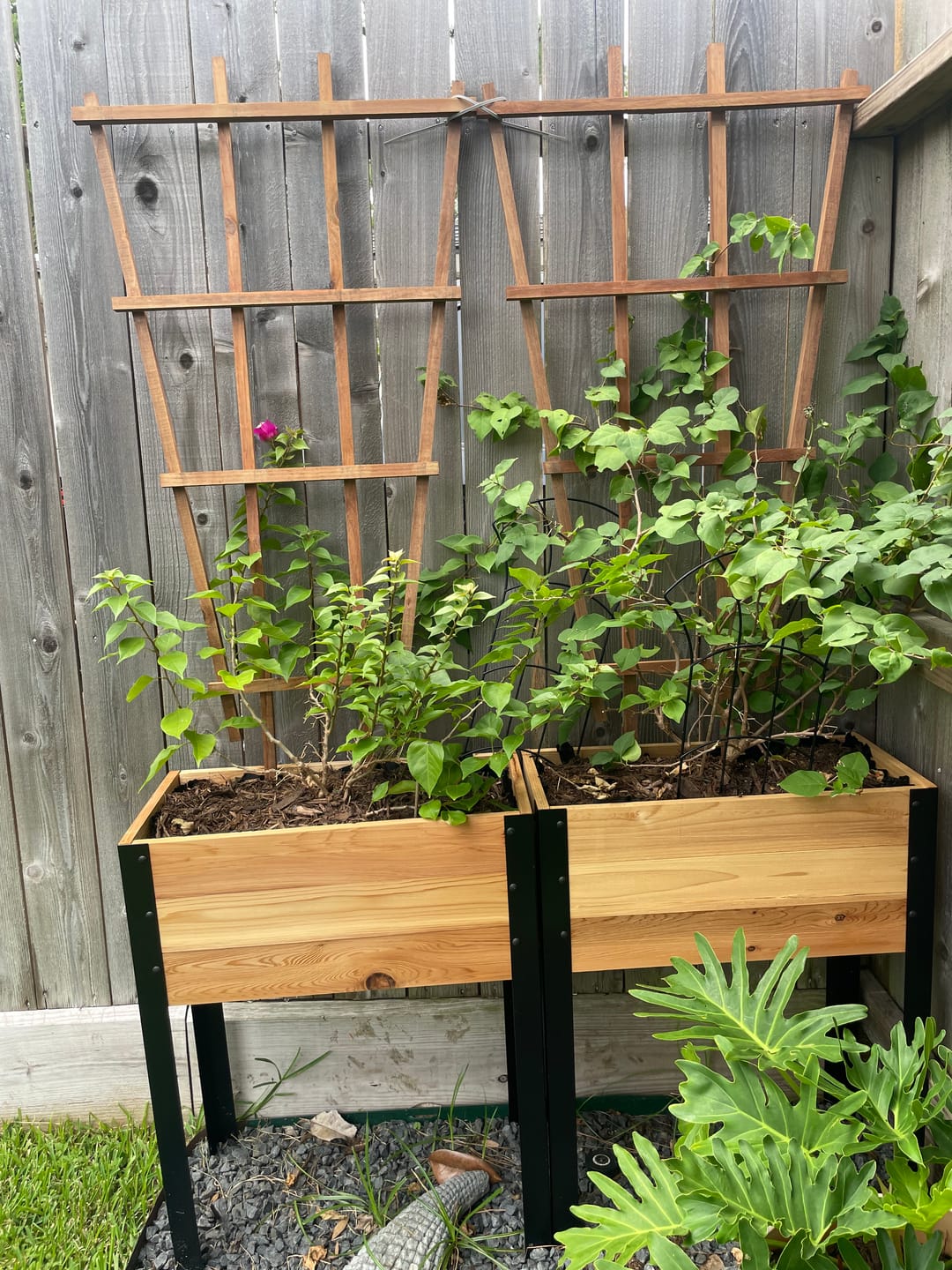 Customer photo review of 11.5″ x 24″ Shallow Root Raised Garden Bed - 30″ TALL / Garden Grade