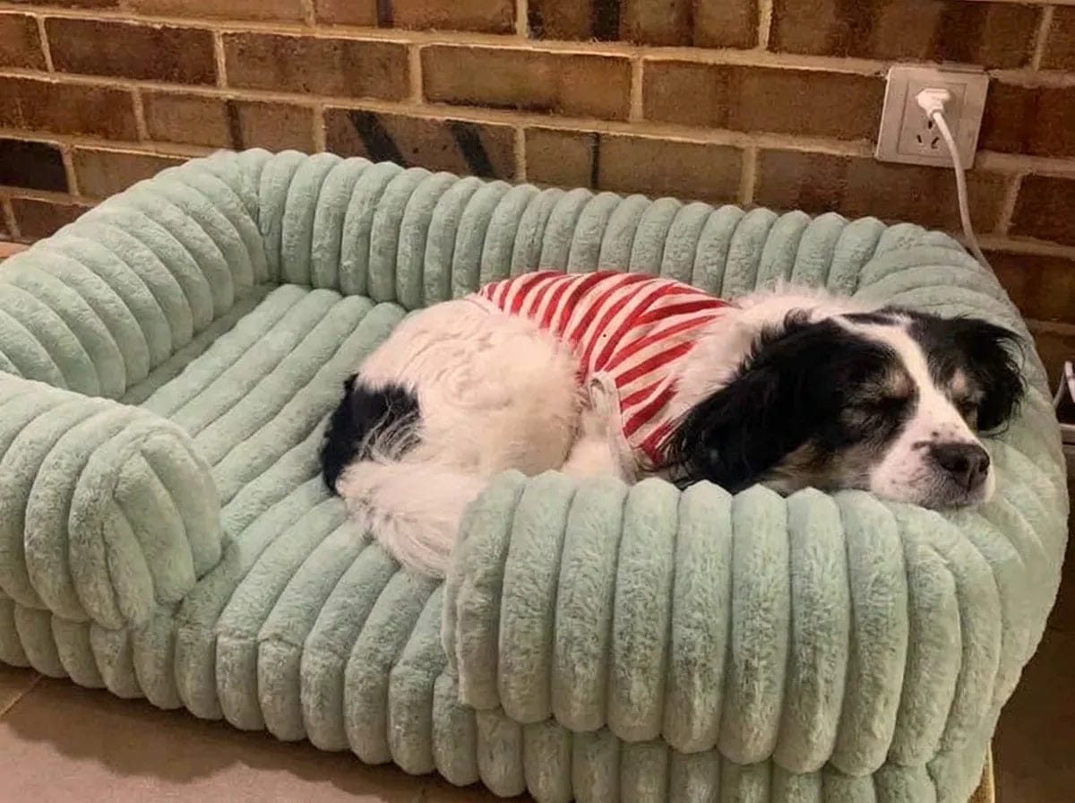 Customer photo review of Panier orthopédique pour chien