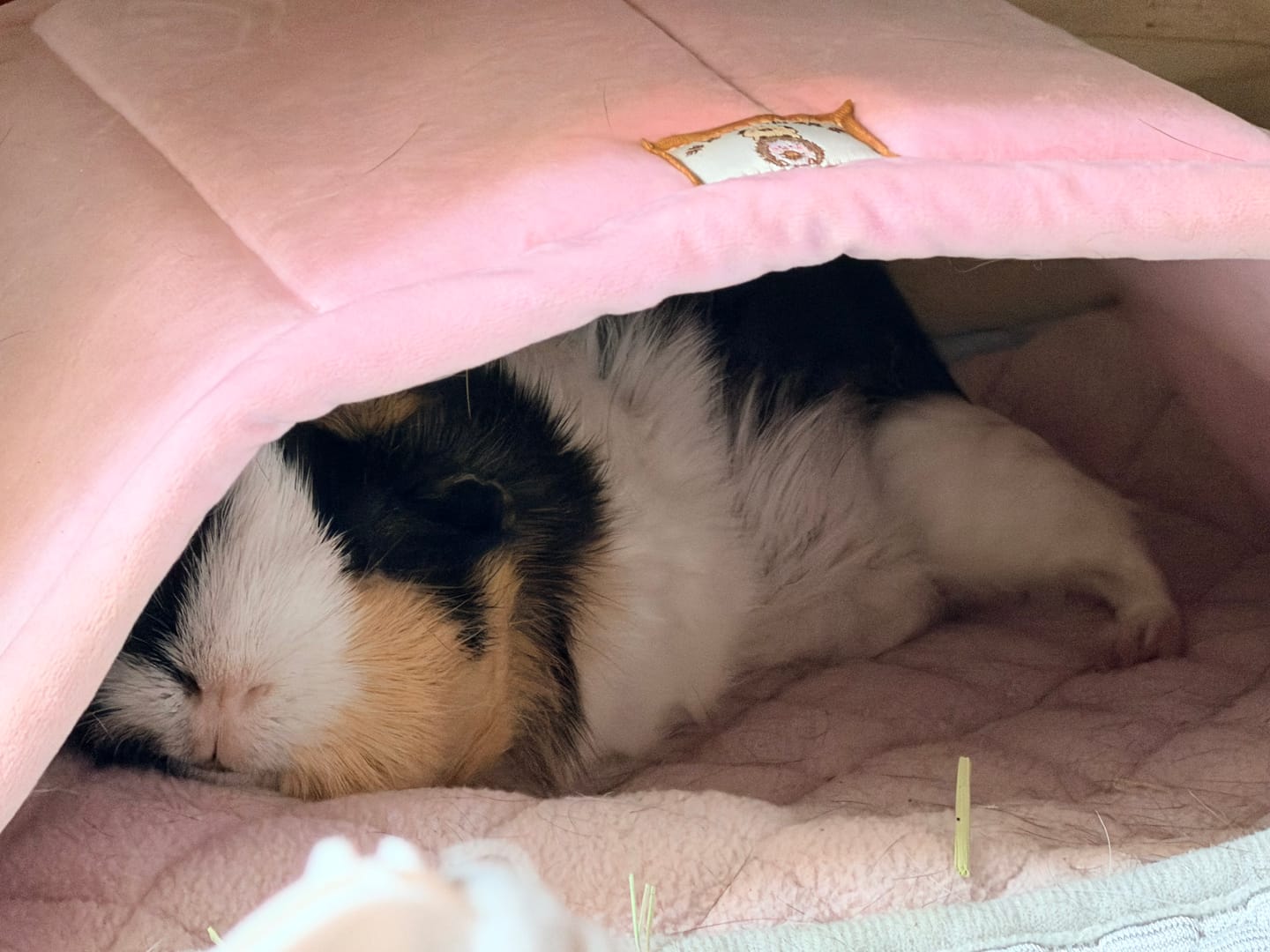 Customer photo review of GuineaDad Premium Guinea Pig Pee Pads (Pack of 5)